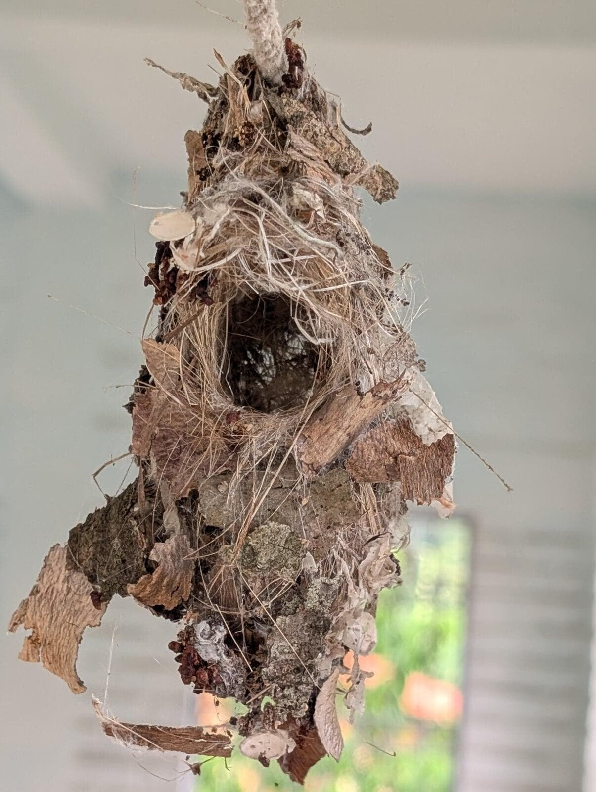 Nest