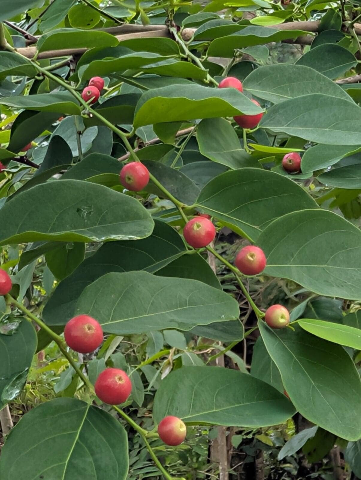 Wild Fruit
