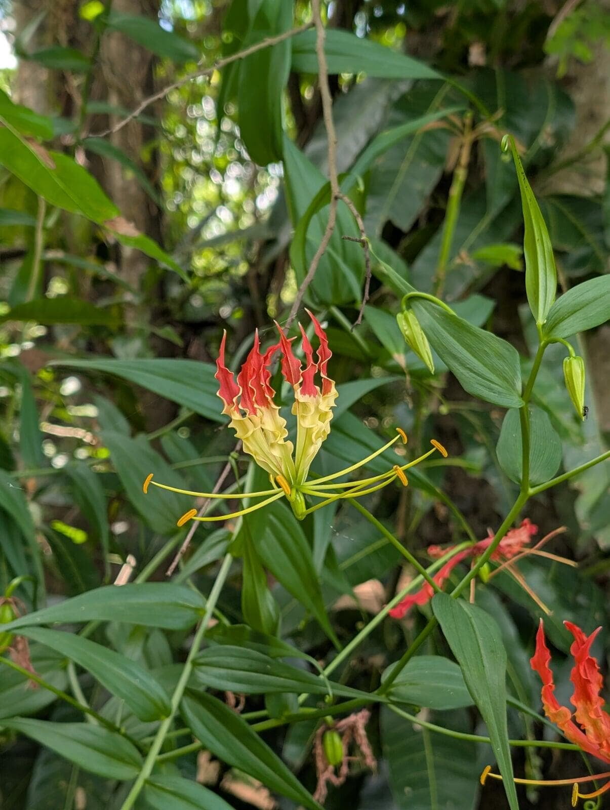 Wild Vine