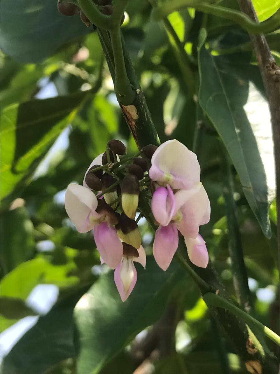 Wild Flower