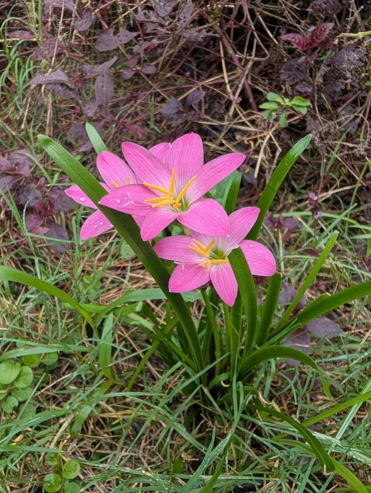 Wild Shrub