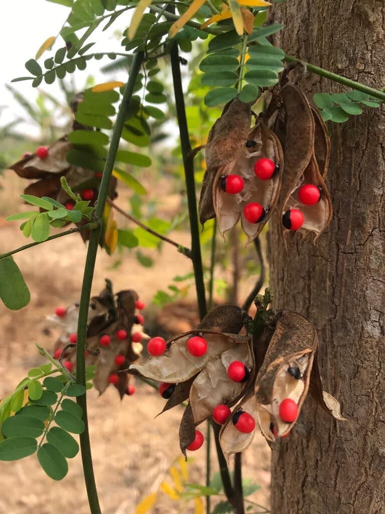 Wild Vine