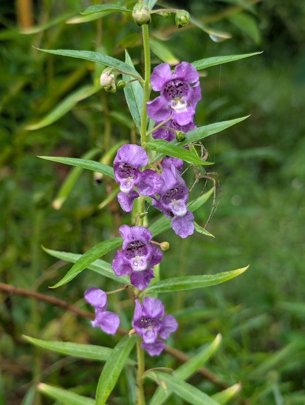 Wild Shrub